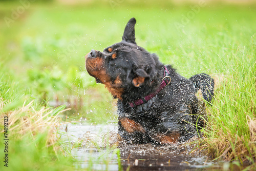 Rottweiler dog shaking off the water