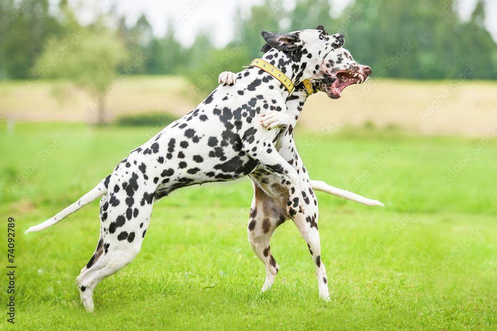 Two dalmatian dogs playing