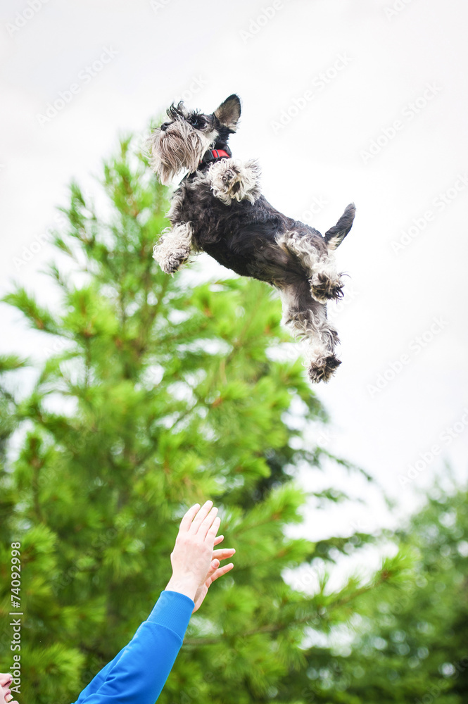 The girl throw miniature schnauzer dog into the air The girl throw miniature schnauzer dog into the air