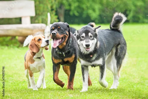 Obraz Trzy psy biegające po podwórku
