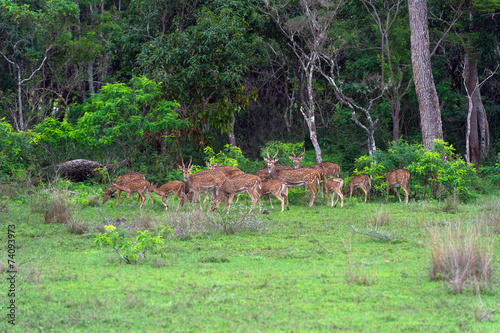 Spotted deer