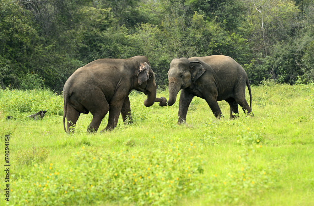 Elephant Elephant