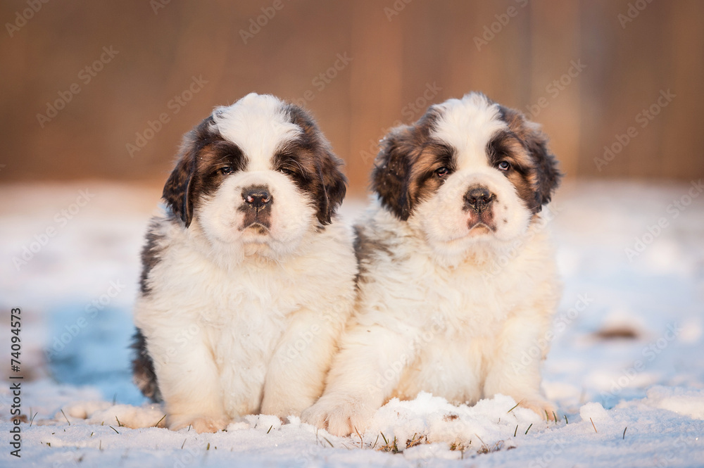 Two saint bernard puppies sitting outdoors