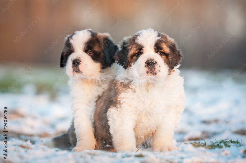 Two saint bernard puppies sitting outdoors Two saint bernard puppies sitting outdoors