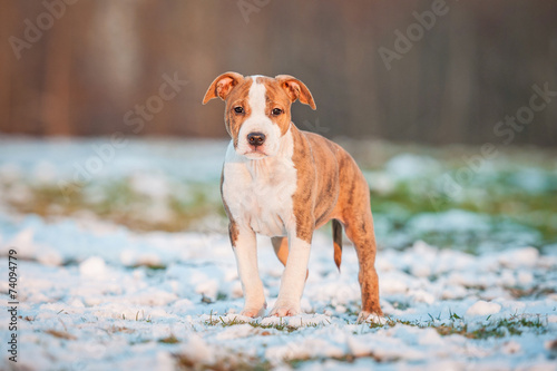 Fototapeta Naklejka Na Ścianę i Meble -  American staffordshire terrier puppy in winter