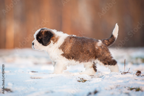 Saint bernard puppy walking outdoors © Rita Kochmarjova