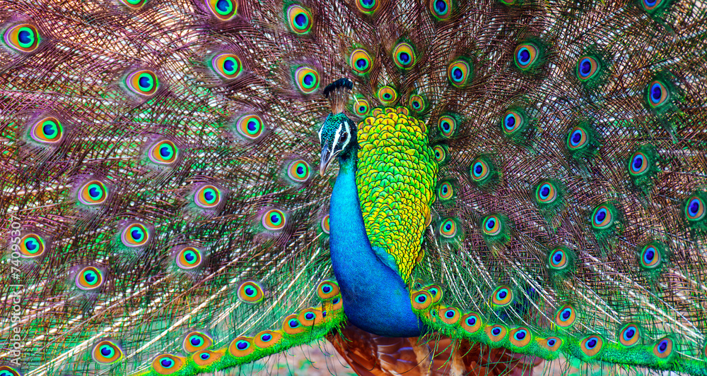Naklejka premium Peacock