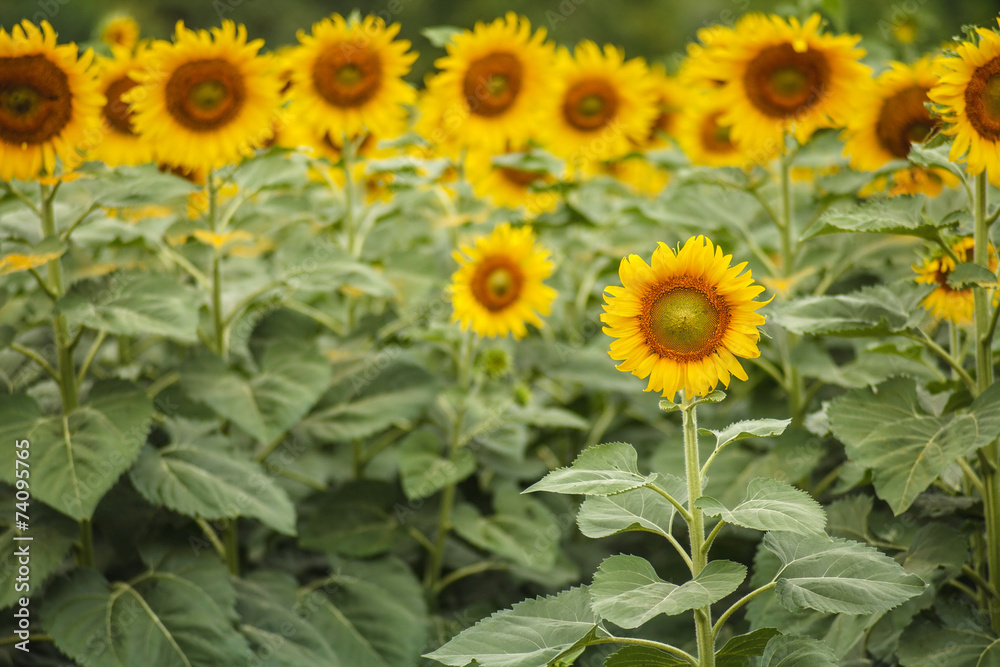 Fototapeta premium sunflower field