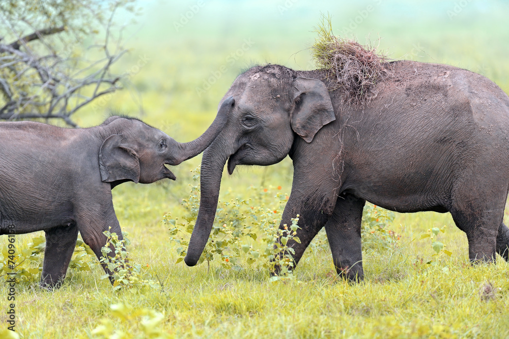 Obraz premium Elephant