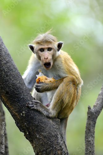 Monkey