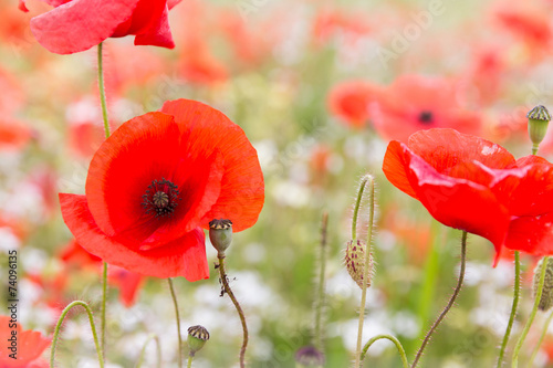 Wild Poppy Meadow photo