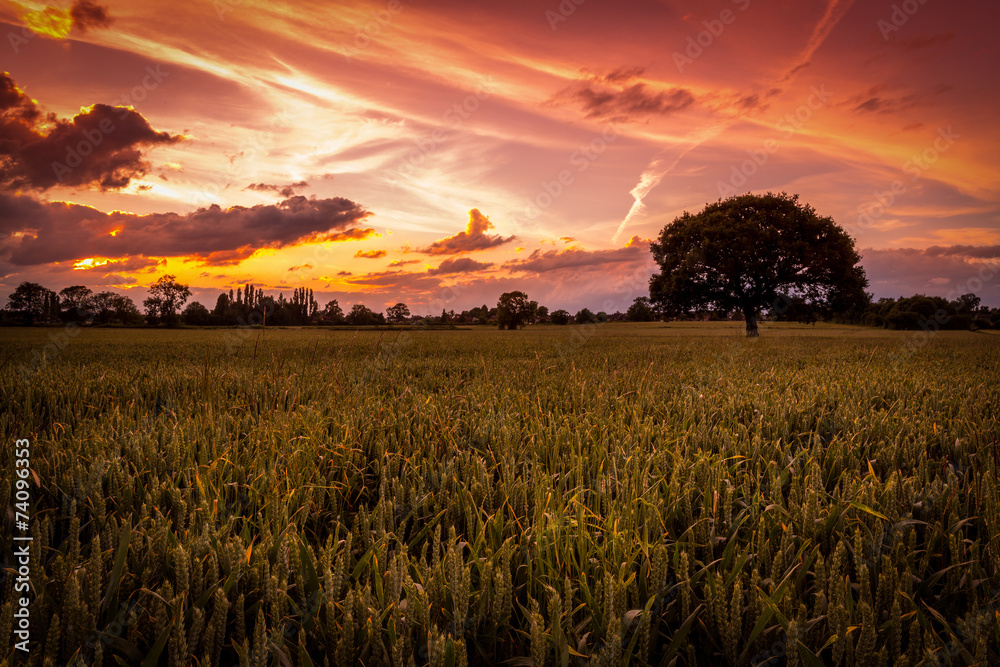 Bulkington Crop Fields