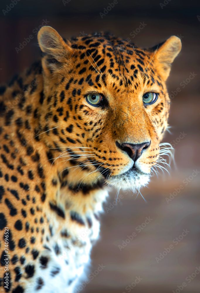 Leopard Leopard