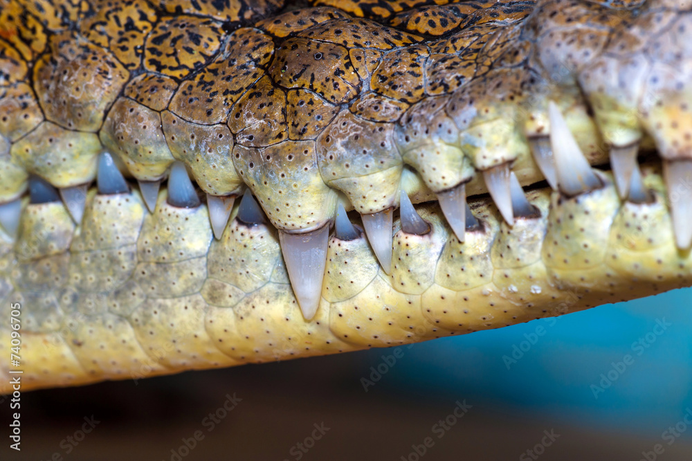 Fototapeta premium Crocodile