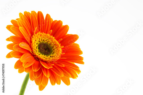 Tablou canvas Orange flower of gerber isolated on white background
