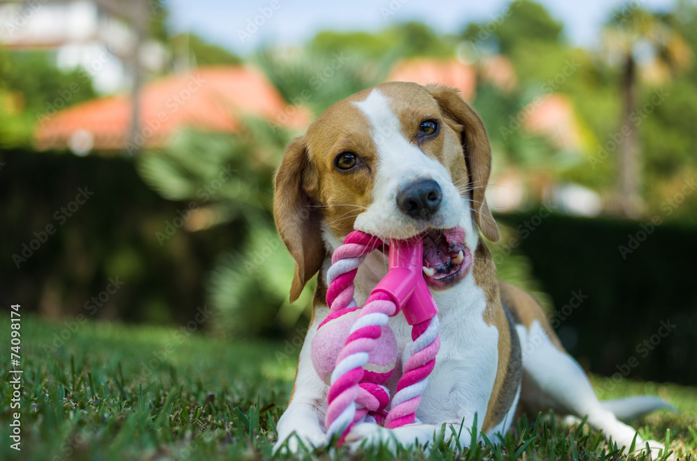 Beagle con su juguete Stock Photo | Adobe Stock