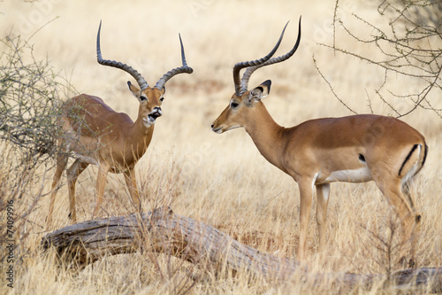 two impala rams during rutting photo