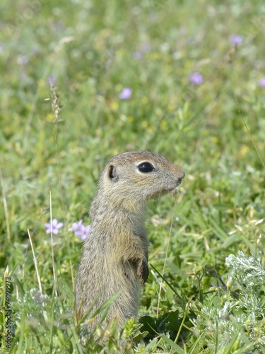 Ground squirrel, gopher (Spermophilus citellus)