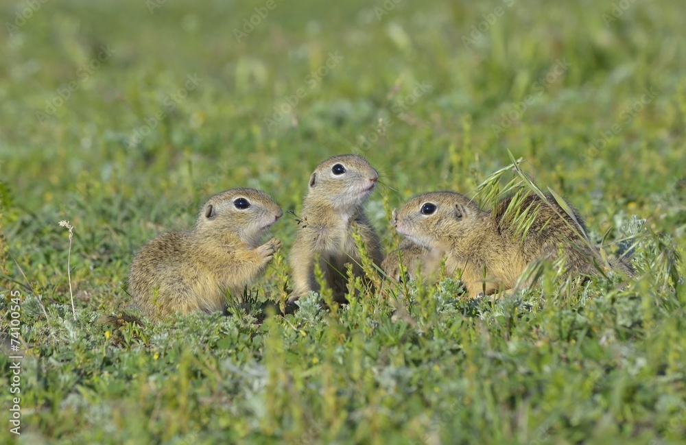 European ground squirrel (Spermophilus citellus) European ground squirrel (Spermophilus citellus)