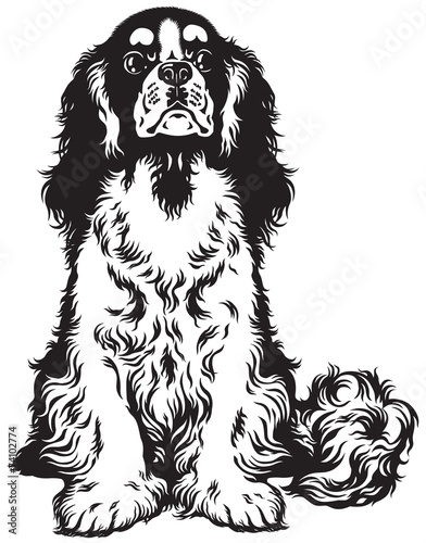 cavalier king charles spaniel