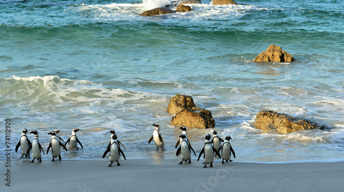  African penguins