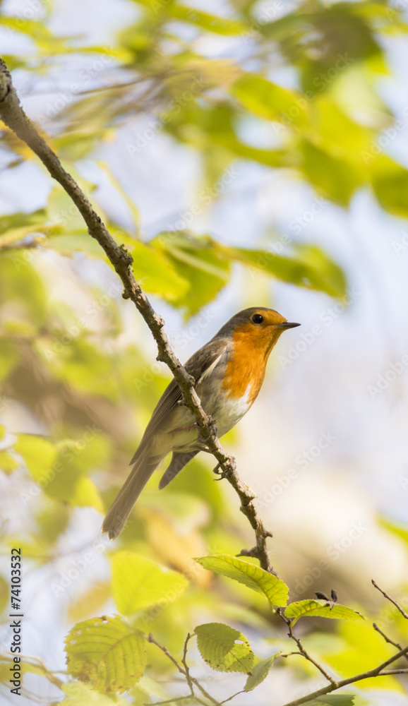 Fototapeta premium erithacus rubecula, robin