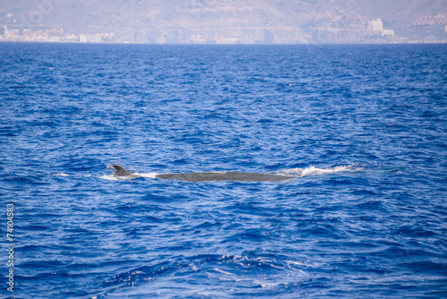 Whale sailing in Canary islands, Spain