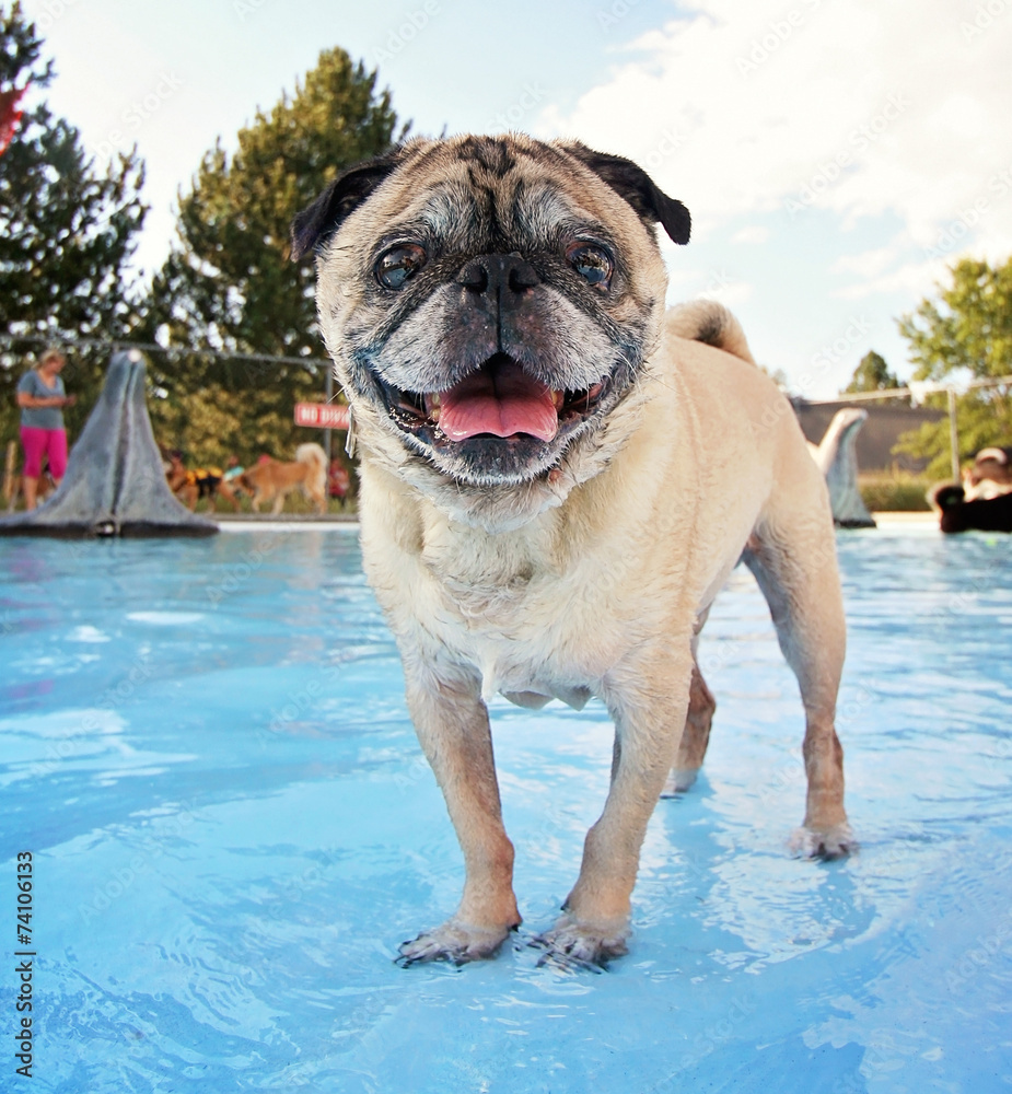 a dog swimming and playing at a local pool during summer time 