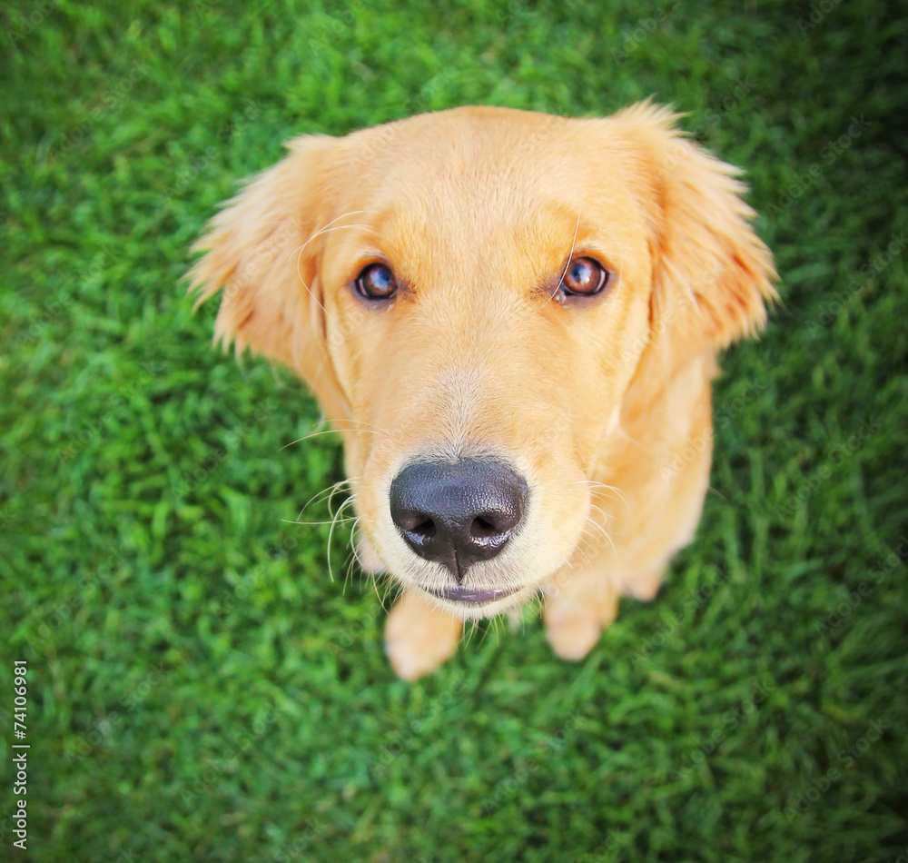 close up of a golden retriever puppy with the focus on the nose