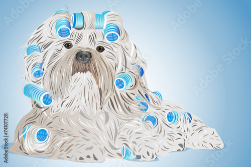 Shih tzu dog