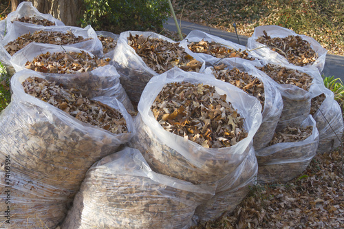 Autumn Leaves in Trash Bags