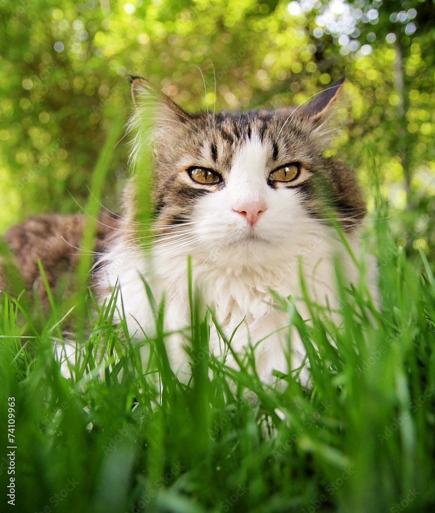 cat in grass