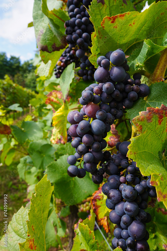 Reife rote Weintrauben kurz vor der Ernte