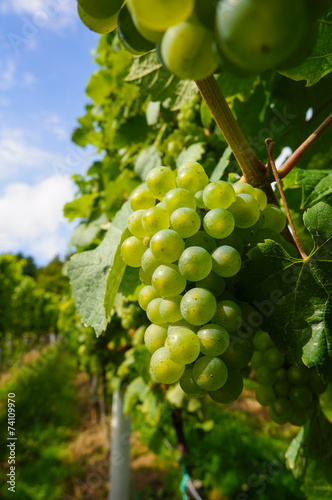 Reife weiße Weintrauben kurz vor der Ernte