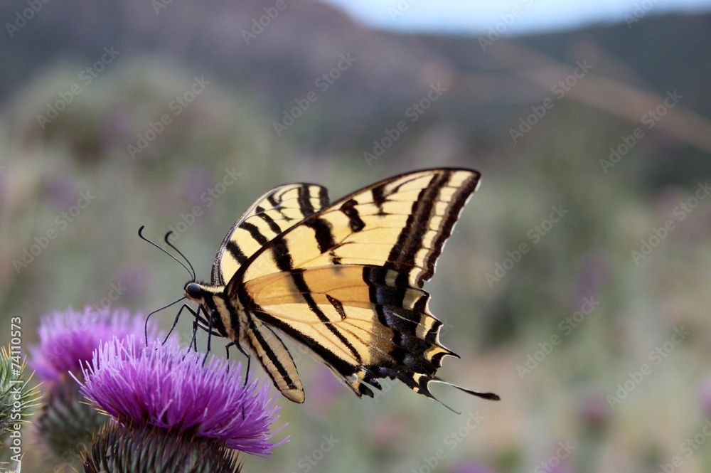 Fototapeta premium Yellow Swallowtail Butterfly on a Thistle