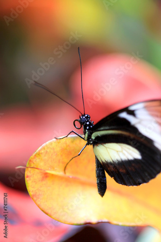 Butterfly close up © SNEHIT PHOTO
