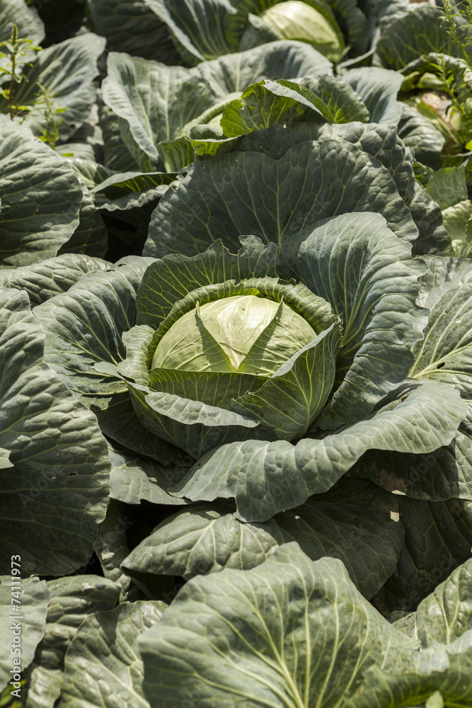 Obraz premium green cabbage plant field outdoor in summer