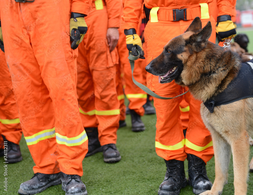 Fototapeta premium rescue dogs