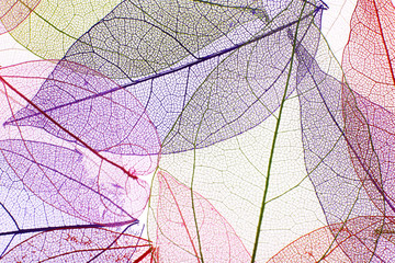 Papier peint photo Nervures de feuilles Decorative skeleton leaves background  © Africa Studio