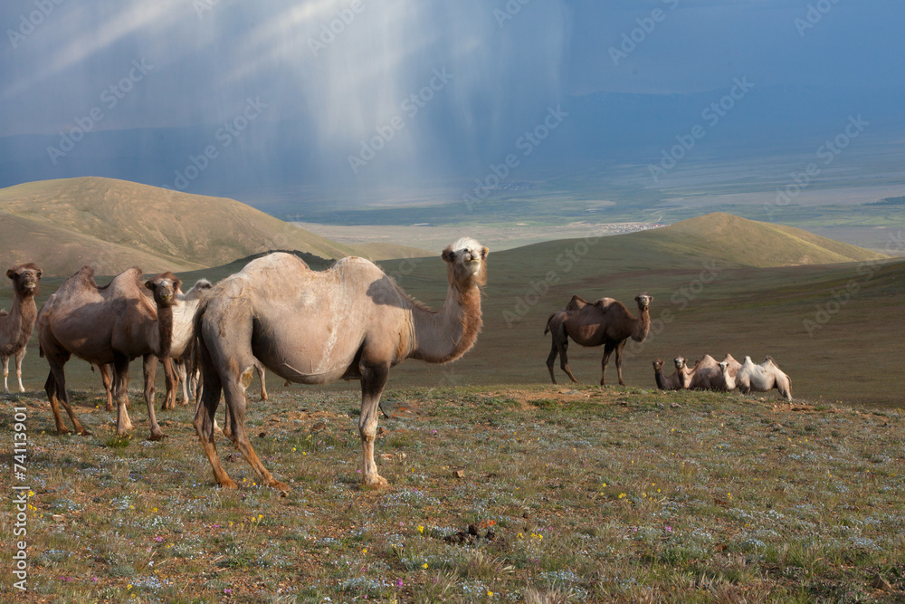 Fototapeta premium Herd of camels