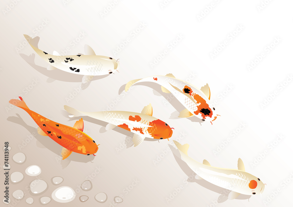 Fototapeta premium Koi carp