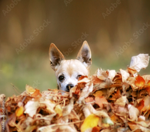 a cute chihuahua in a pile of leaves © annette shaff