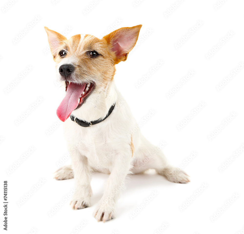 Funny little dog Jack Russell terrier, isolated on white Funny little dog Jack Russell terrier, isolated on white