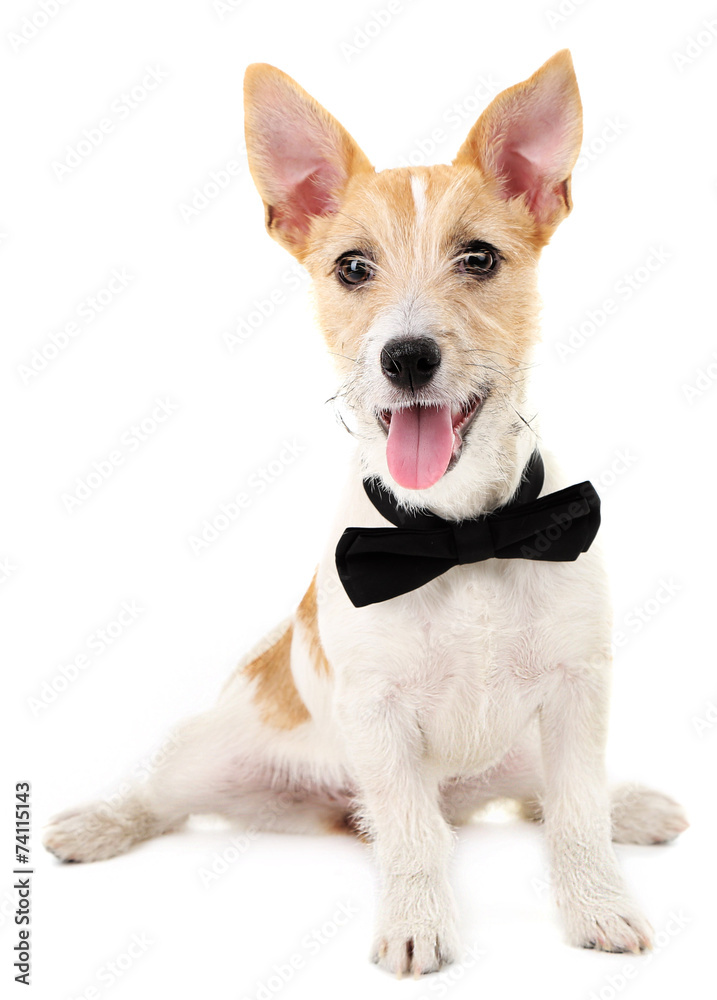 Funny little dog Jack Russell terrier with bow tie, isolated