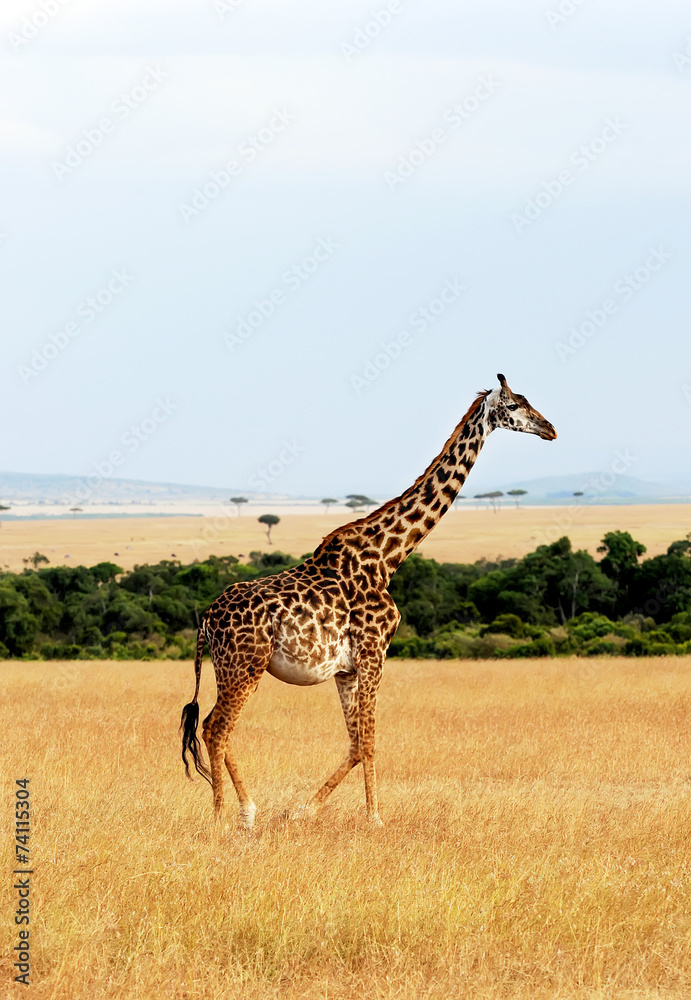 Obraz premium Giraffe on the Masai Mara in Africa