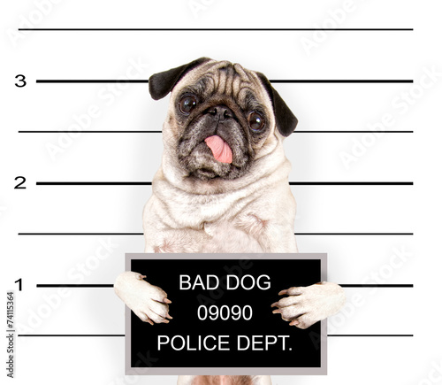 a mugshot of a bad dog