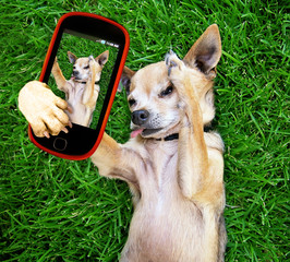 a cute chihuahua in the grass taking a selfie on a cell phone
