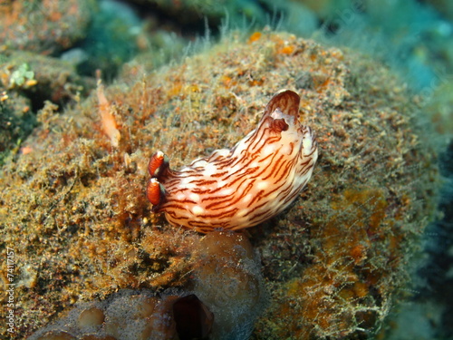 True sea slug  Island Bali  Tulamben
