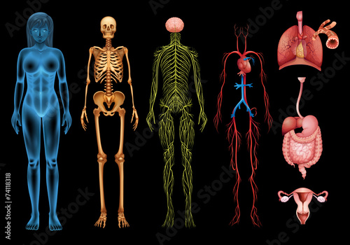 Human body systems