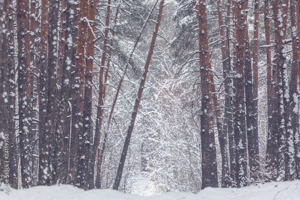 Fototapeta premium Winter forest
